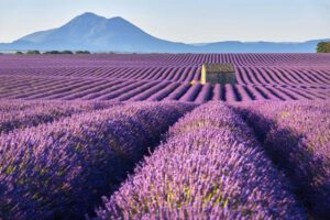 Valensole