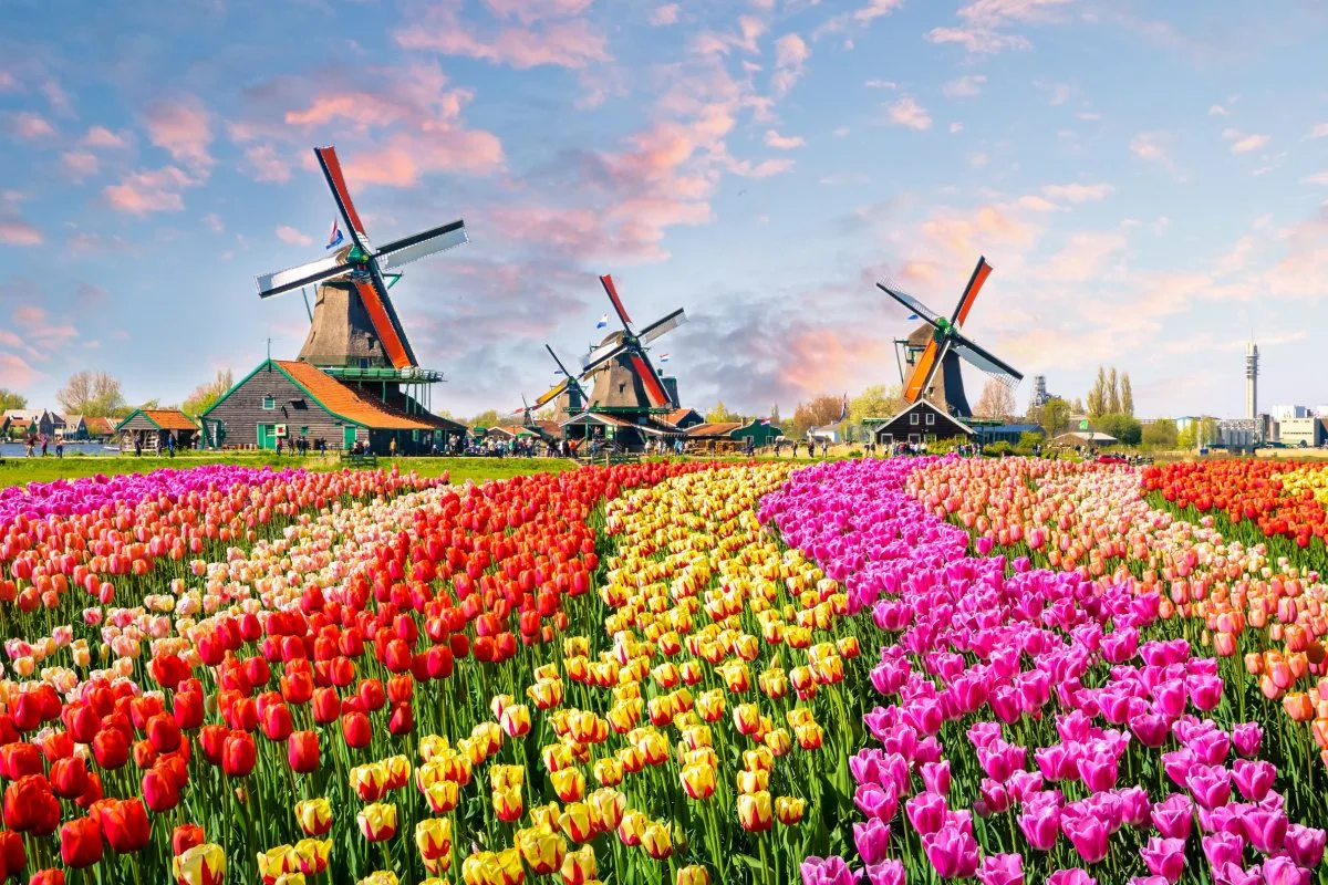 Tulipani di Zaanse Schans in primavera